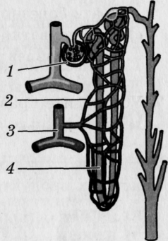 Какой цифрой на рисунке обозначена часть нефрона в которой в основном происходит всасывание воды