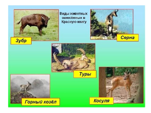 Проект красная книга животных краснодарского края Презентация "По следам краснокнижных животных Кавказа"