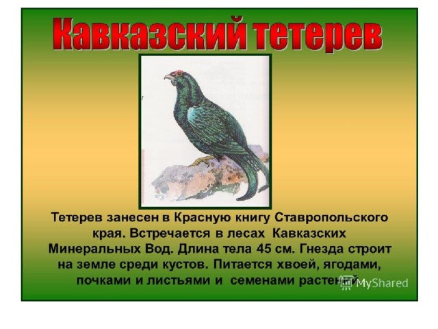 Презентация "Красная книга Ставропольского края. Животные"