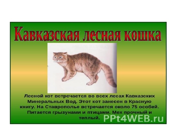 Лесной кот описание