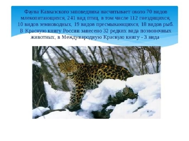 Животные кавказского заповедника презентация