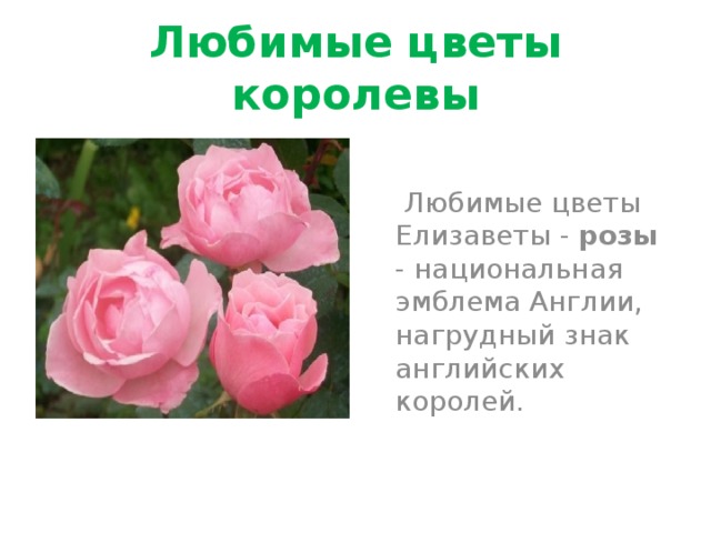 Любимые цветы королевы  Любимые цветы Елизаветы - розы - национальная эмблема Англии, нагрудный знак английских королей. 