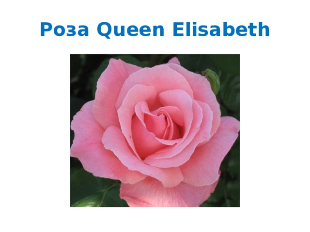 Роза Queen Elisabeth 