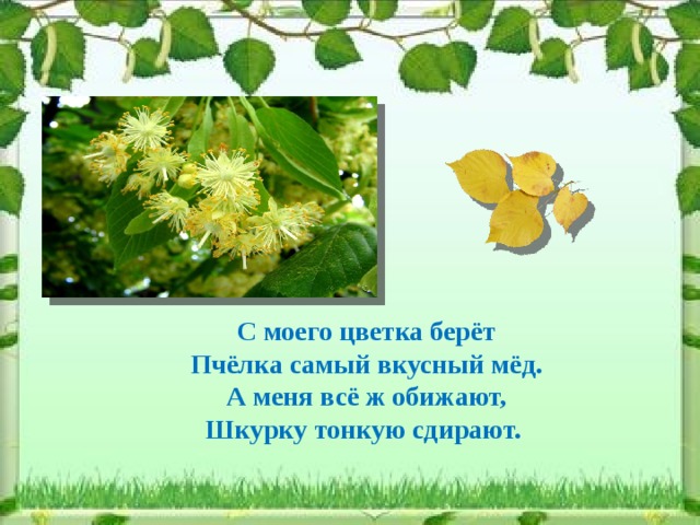 С моего цветка берёт  Пчёлка самый вкусный мёд.  А меня всё ж обижают,  Шкурку тонкую сдирают.  