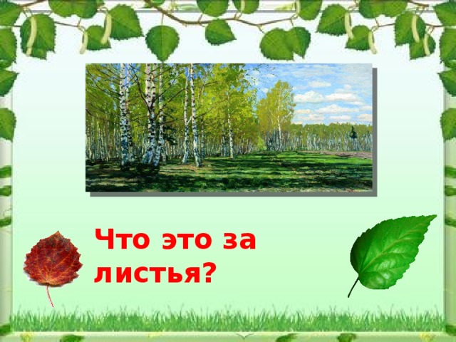 Что это за листья? 