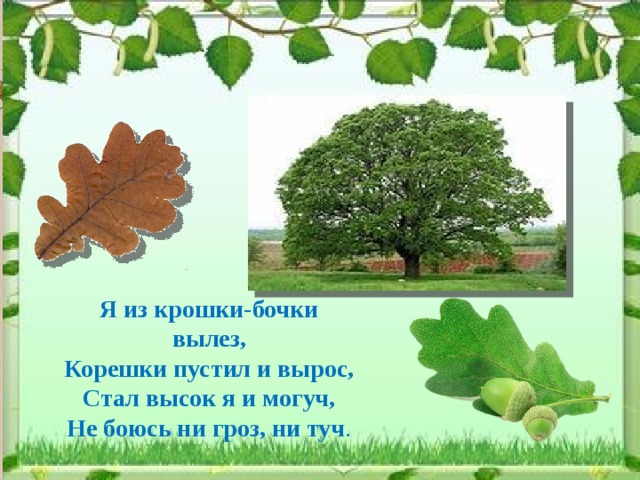 Я из крошки-бочки вылез, Корешки пустил и вырос, Стал высок я и могуч, Не боюсь ни гроз, ни туч . 
