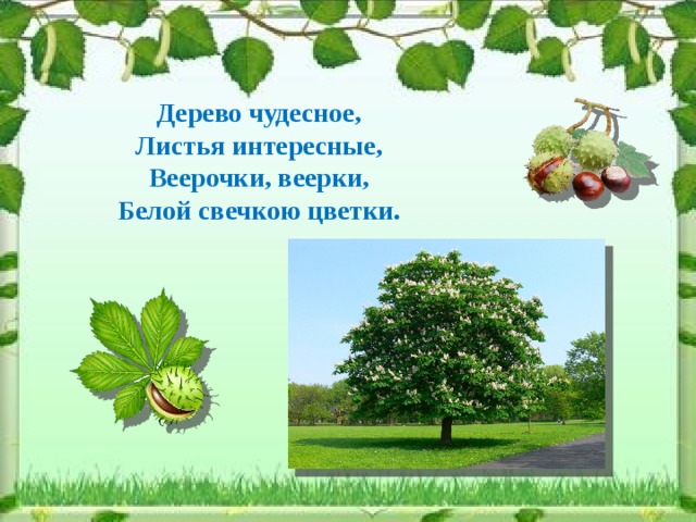 Дерево чудесное, Листья интересные, Веерочки, веерки, Белой свечкою цветки.  