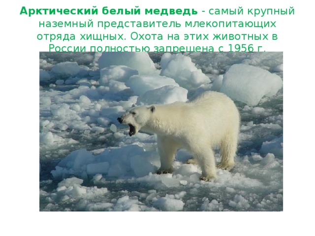 Арктический белый медведь - самый крупный наземный представитель млекопитающих отряда хищных. Охота на этих животных в России полностью запрещена с 1956 г. 