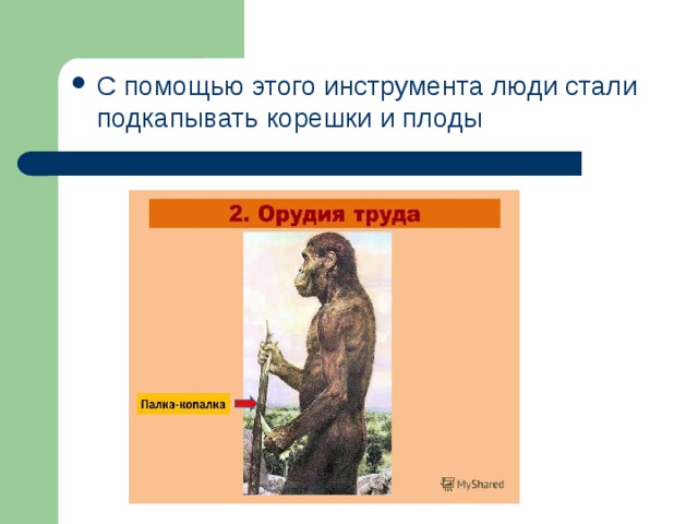 С помощью этого инструмента люди стали подкапывать корешки и плоды 