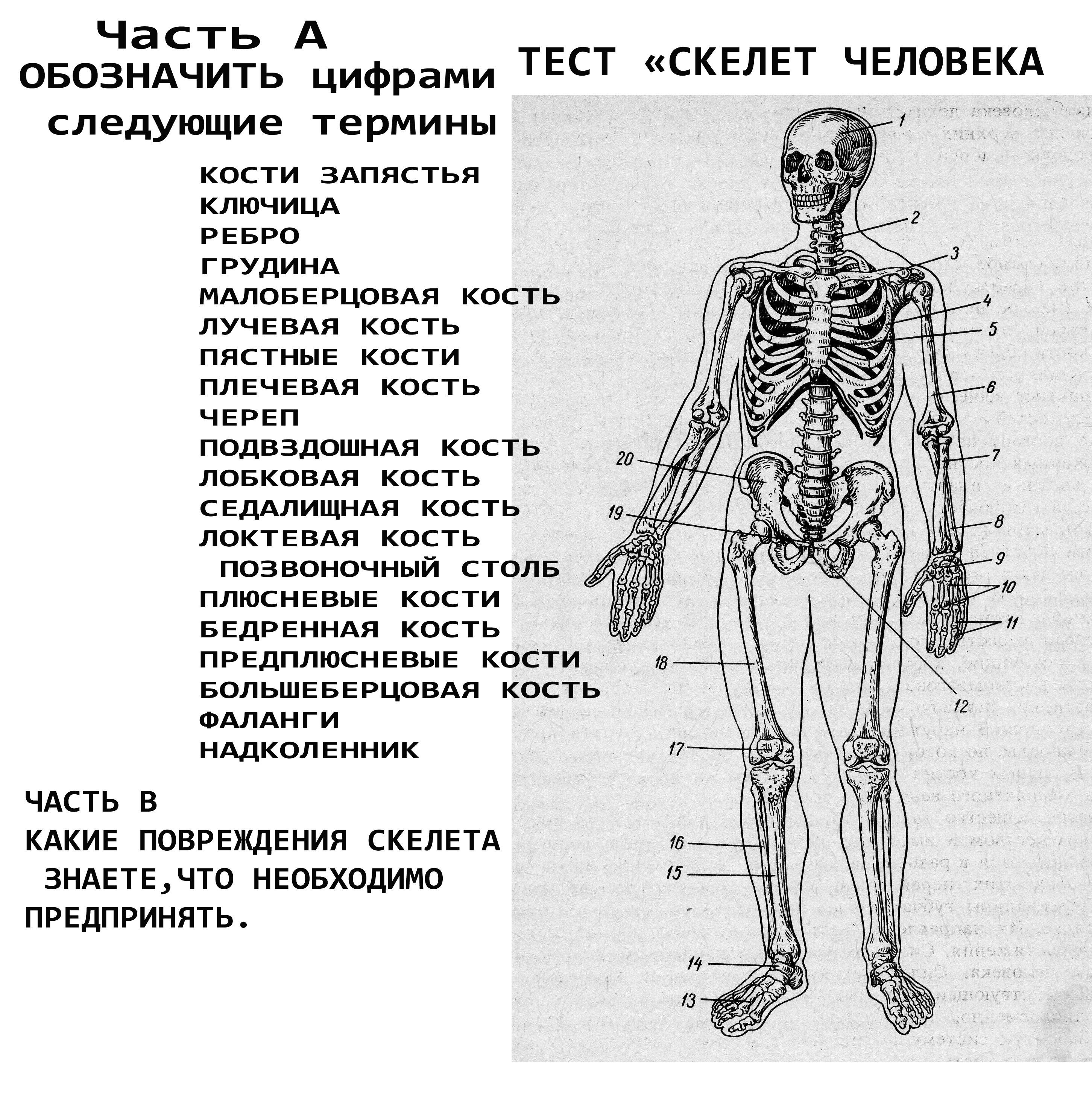 ТЕСТ