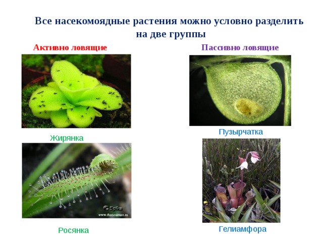 Все насекомоядные растения можно условно разделить на две группы Пассивно ловящие  Активно ловящие Пузырчатка Жирянка Гелиамфора Росянка 