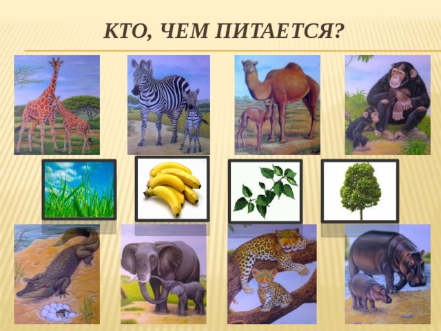 Кто, чем питается? 