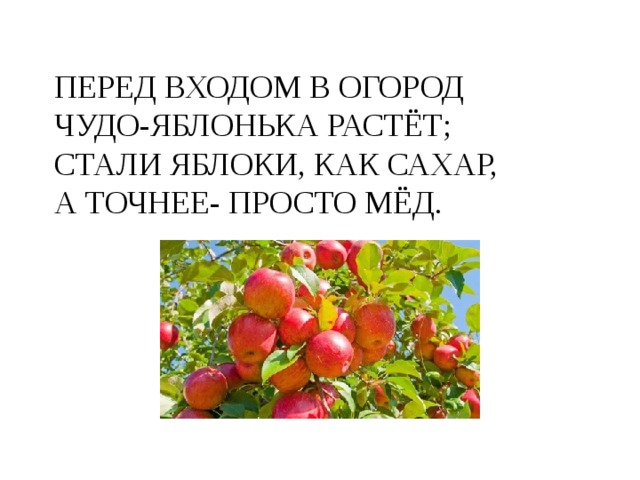 ПЕРЕД ВХОДОМ В ОГОРОД  ЧУДО-ЯБЛОНЬКА РАСТЁТ;  СТАЛИ ЯБЛОКИ, КАК САХАР,  А ТОЧНЕЕ- ПРОСТО МЁД. 