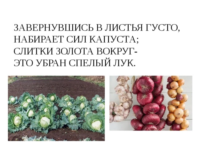 ЗАВЕРНУВШИСЬ В ЛИСТЬЯ ГУСТО,  НАБИРАЕТ СИЛ КАПУСТА;  СЛИТКИ ЗОЛОТА ВОКРУГ-  ЭТО УБРАН СПЕЛЫЙ ЛУК. 