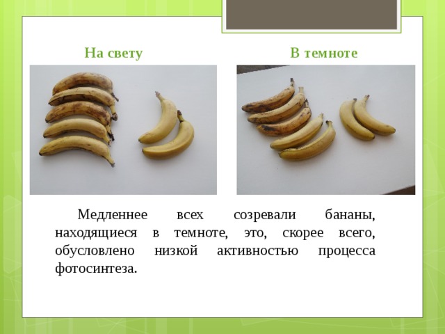 На свету В темноте Медленнее всех созревали бананы, находящиеся в темноте, это, скорее всего, обусловлено низкой активностью процесса фотосинтеза.