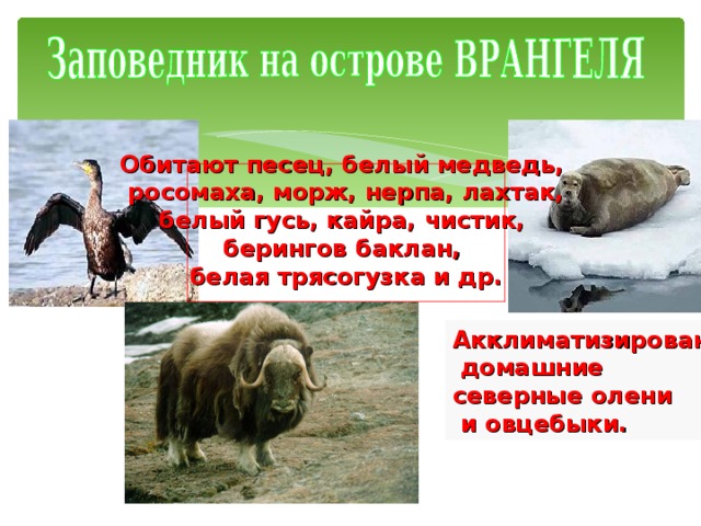 Заповедник врангеля проект 4 класс