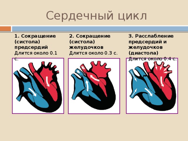 Графическое изображение работы сердца 12 букв
