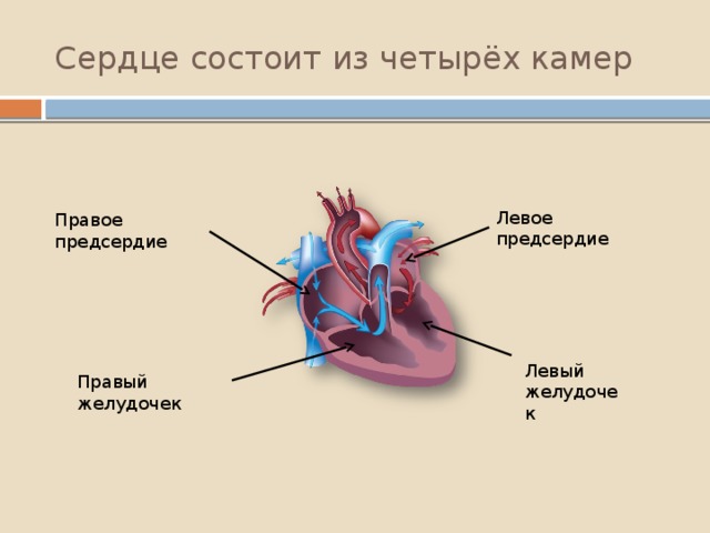 Правое и левое предсердие