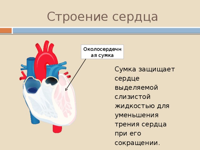 Какое сердце можно назвать