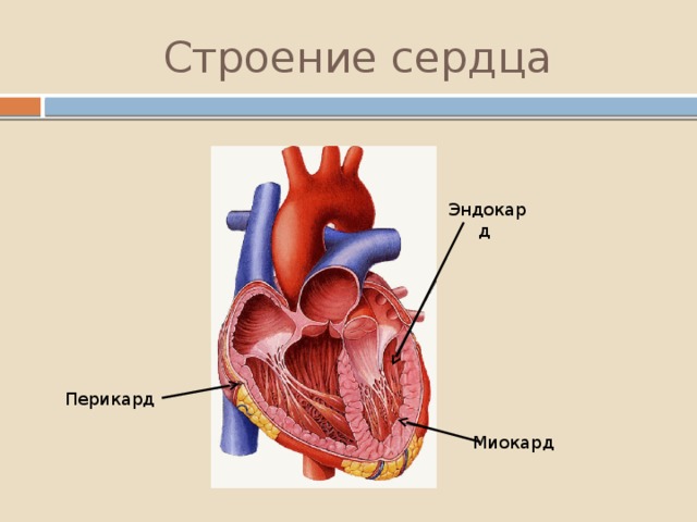 Анатомия сердца картинки с надписями