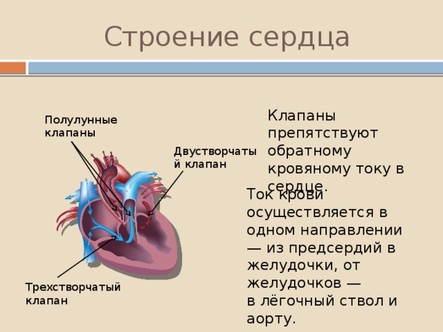 Какую функцию выполняют створчатые клапаны. Строение сердца трикуспидальный клапан. Строение клапанов сердца человека. Строение сердца двустворчатый клапан. Строение сердца полулунный клапан.