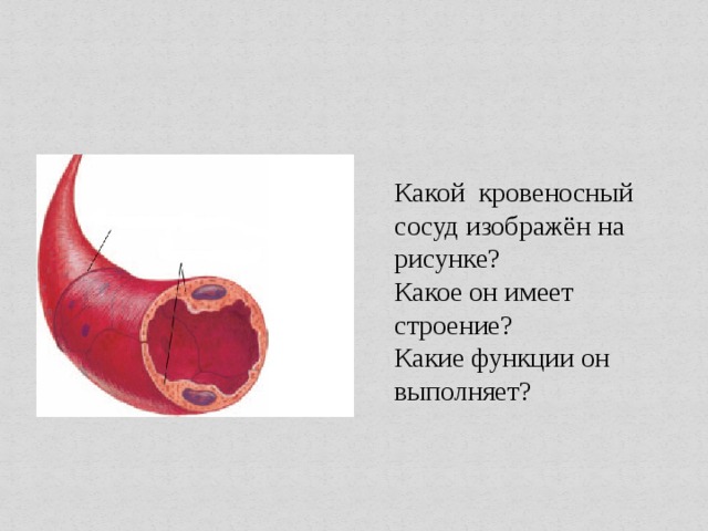 На рисунке изображен фрагмент кровеносного капилляра какой процесс протекает