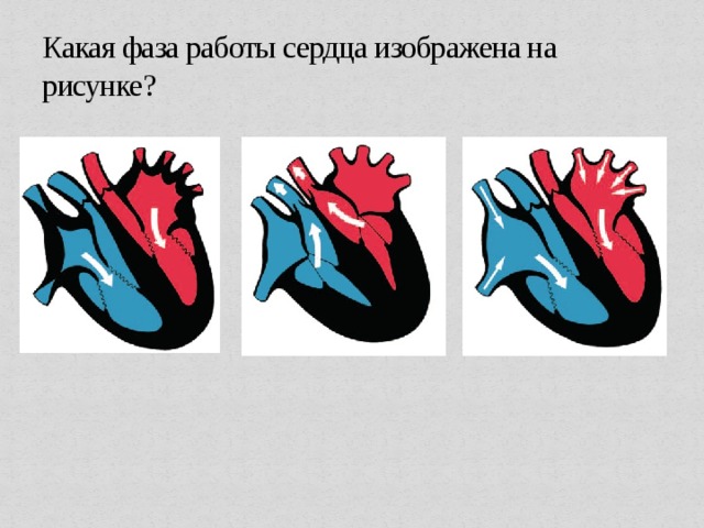 Рассмотрите рисунок с изображением фазы сердечного цикла