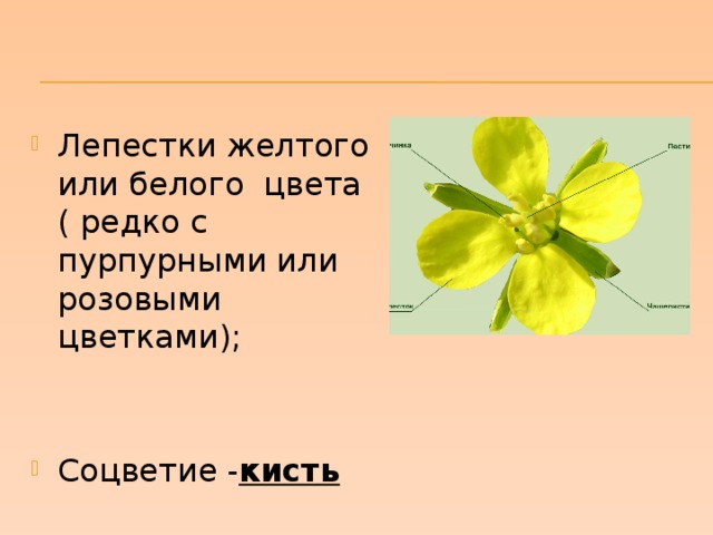Лепестки желтого или белого цвета ( редко с пурпурными или розовыми цветками); Соцветие - кисть 