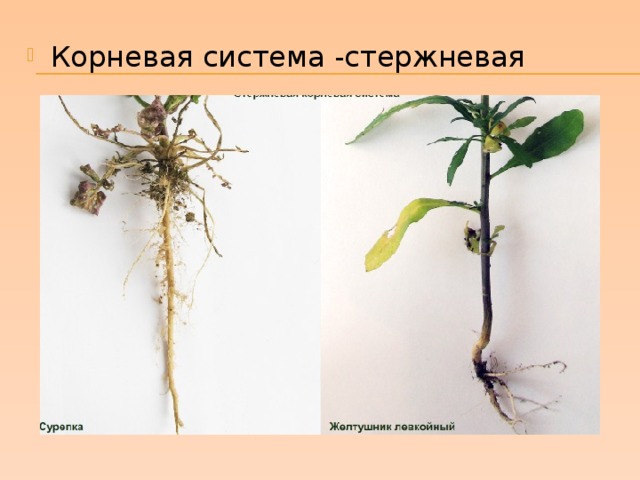 Корневая система -стержневая 