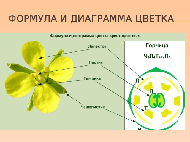 Формула и диаграмма цветка 