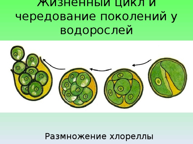 Жизненный цикл и чередование поколений у водорослей Размножение хлореллы 