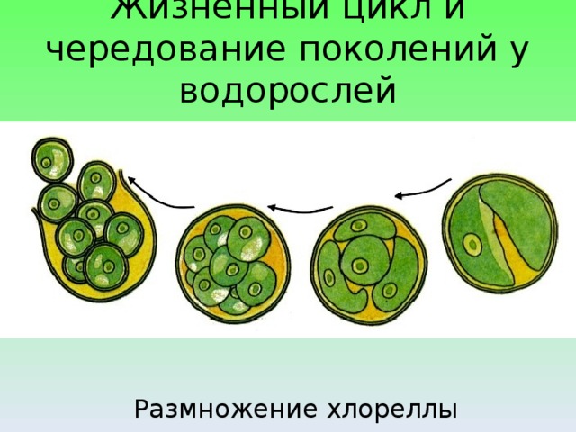 Размножение хлореллы рисунок