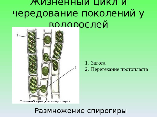 Жизненный цикл и чередование поколений у водорослей Зигота Перетекание протопласта Размножение спирогиры 