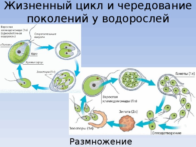 Жизненный цикл и чередование поколений у водорослей Размножение хламидомонады 