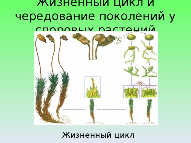 Жизненный цикл и чередование поколений у споровых растений Жизненный цикл кукушкиного льна 