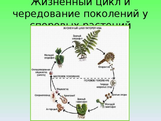 Жизненный цикл и чередование поколений у споровых растений 