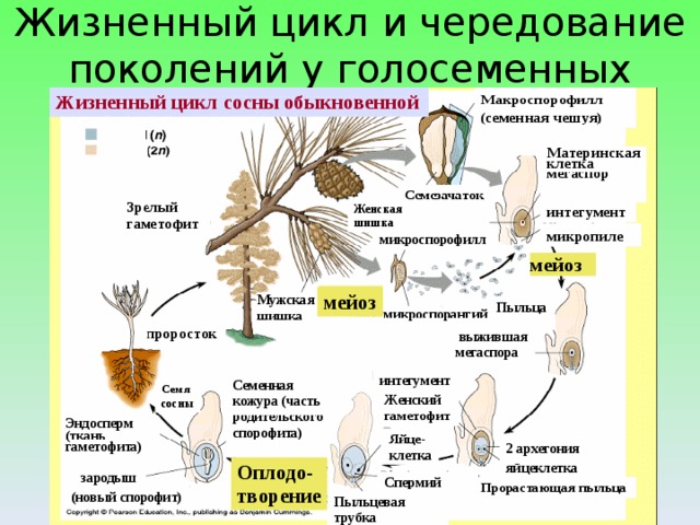 Жизненный цикл и чередование поколений у голосеменных 