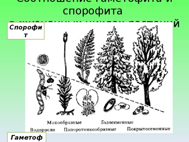 Соотношение гаметофита и спорофита  в жизненных циклах растений Спорофит Гаметофит 