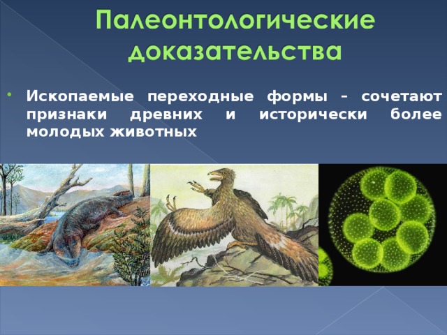 Переходные формы доказательство эволюции. Палеонтологические доказательства эволюции переходные формы. Переходные формы животных. Ископаемые переходные формы. Ископаемые переходные формы организмов.