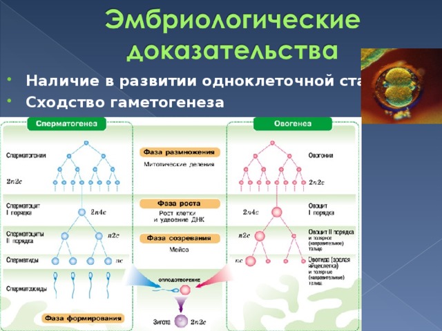 Установите соответствие доказательства эволюции примеры. Группы доказательств эволюции гаметогенез. Доказательства эволюции презентация Инфоурок.