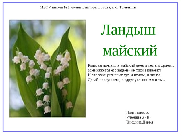 МБОУ школа №1 имени Виктора Носова, г. о. То льятти Ландыш майский Родился ландыш в майский день и лес его хранит… Мне кажется его задень- он тихо зазвенит! И это звон услышит луг, и птицы, и цветы. Давай послушаем , а вдруг услышим я и ты… Подготовила: Ученица 3 «В» Тришина Дарья 