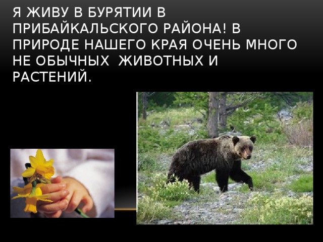 Я живу в Бурятии в прибайкальского района! в природе нашего края очень много не обычных животных и растений. 