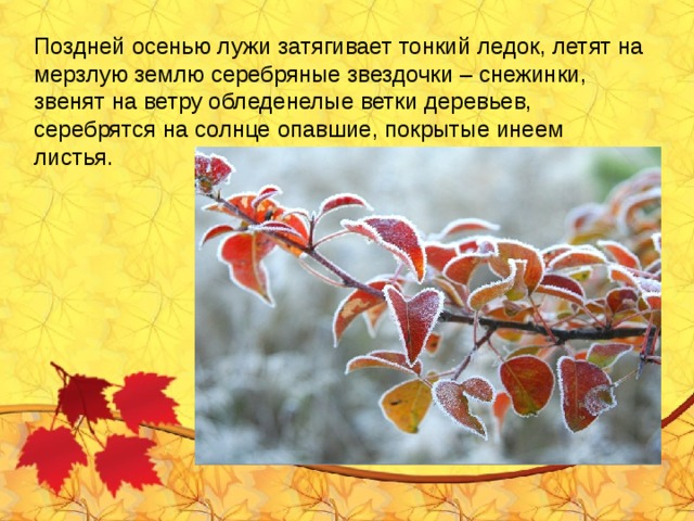 Поздней осенью лужи затягивает тонкий ледок, летят на мерзлую землю серебряные звездочки – снежинки, звенят на ветру обледенелые ветки деревьев, серебрятся на солнце опавшие, покрытые инеем листья.