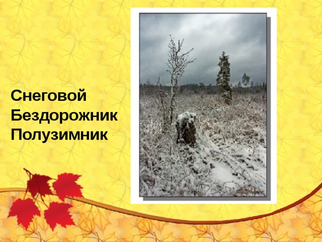 Снеговой Бездорожник Полузимник