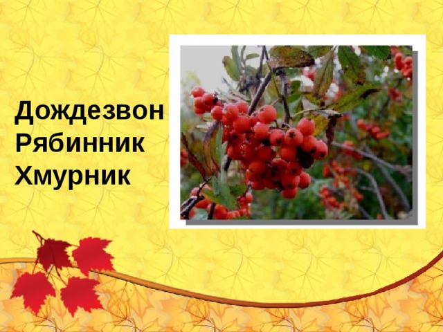 Дождезвон Рябинник Хмурник