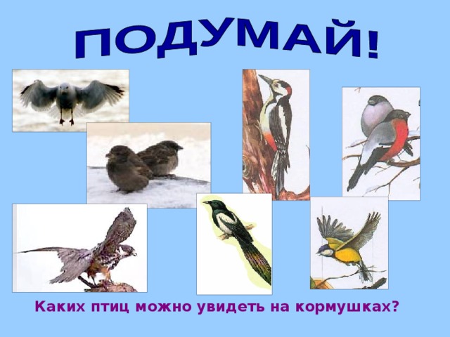 Каких птиц можно увидеть на кормушках?
