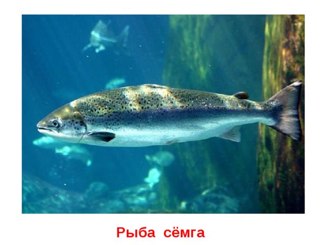 у генки так заведено. Смотреть фото у генки так заведено. Смотреть картинку у генки так заведено. Картинка про у генки так заведено. Фото у генки так заведено