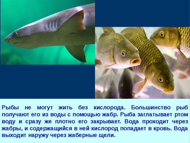 Рыбы долго живут. Рыбки способные жить без кислорода и. Рыба которая может жить без воздуха. Какая рыбаживёт без воды.