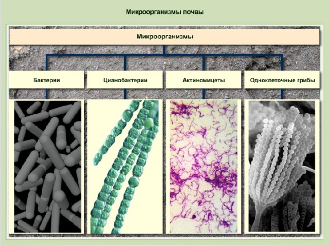 Микроорганизмы обитающие в почве относятся к группе. Почвенные бактерии. Микроорганизмы в грунтах. Почвенные микроорганизмы. Бактерии в почве.
