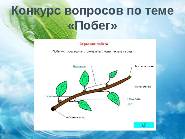 Тест по теме побег